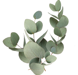 Eucalyptus fragrance